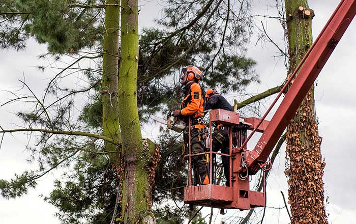crane2 image