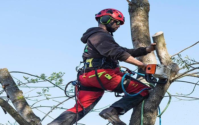 treeremoval1 image