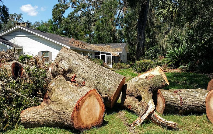 treeremoval2 image